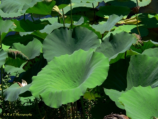 {Nelumbo nucifera}